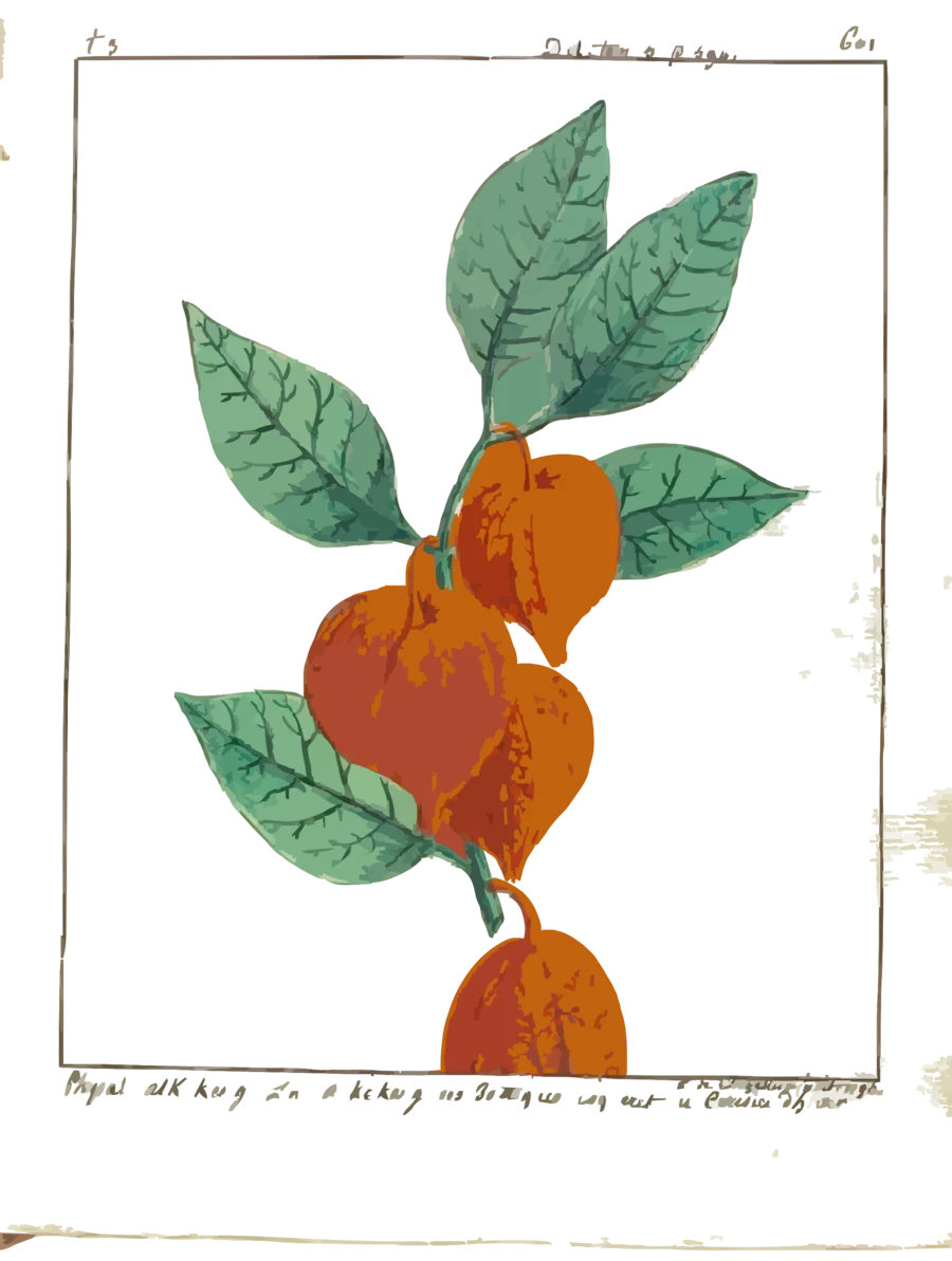 Watercolor of Physalis alkekengi by Laurent de Chazelles, 1796.